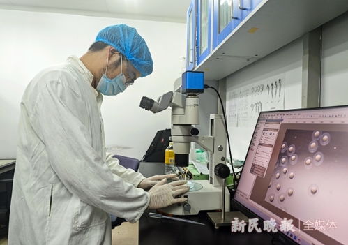实验室的故事 高温天为斑马鱼守住25 清凉 上海实验动物研究中心为新药研发提供重要模型支撑
