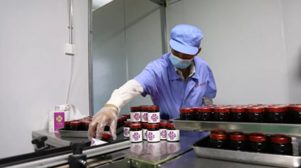 小药桑成就致富大产业 药品研发助力乡村振兴